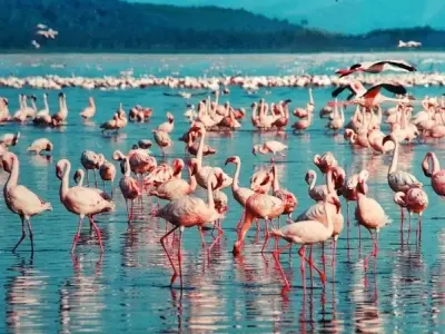 Lake Naivasha điểm đến lý tưởng cho du lịch và nghỉ dưỡng