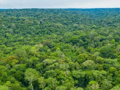 Khám phá Rừng mưa Châu Phi thiên đường đa dạng sinh học