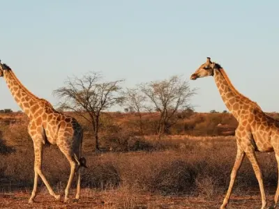 Sa mạc Kalahari và cuộc sống con người giữa khắc nghiệt