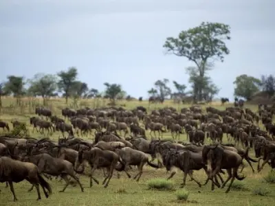 Serengeti National Park thiên đường hoang dã của châu Phi