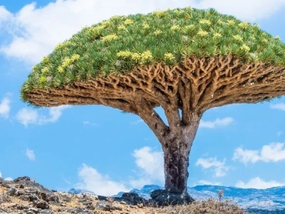 Khám phá Socotra Island với cảnh quan thiên nhiên độc đáo