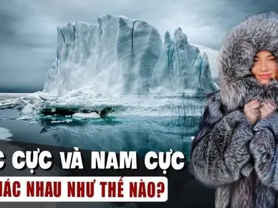 Bạn có biết sự khác biệt giữa Bắc Cực và Nam Cực không