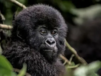 Trải nghiệm thiên nhiên hoang sơ tại Virunga National Park