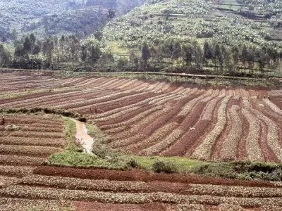 Đất phù sa mang lại nguồn dinh dưỡng quý cho cây trồng