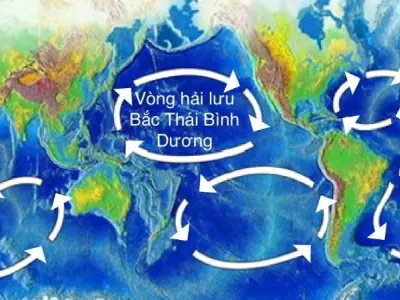 Khám phá dòng hải lưu cùng ảnh hưởng đến sinh vật biển