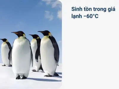 Giải mã cuộc đời bí ẩn của chim cánh cụt Nam Cực cực chuẩn