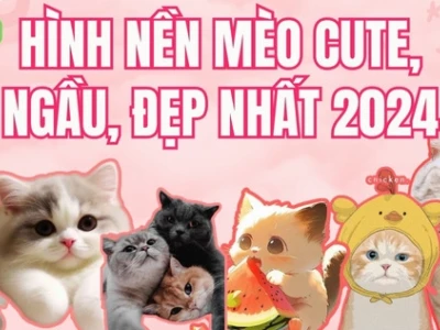 Avatar Mèo Cute Chibi: Bộ Sưu Tập Ảnh Độc Đáo Cho Năm 2026