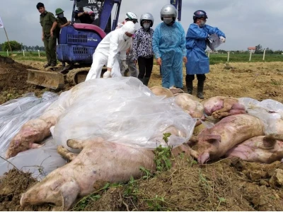 Dịch tả lợn Châu Phi: Nhận diện, triệu chứng và biện pháp phòng chống hiệu quả