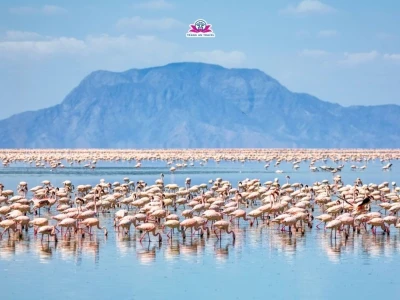 Khám phá Tour Du Lịch Châu Phi 2026: Hành Trình Phiêu Lưu Kỳ Thú
