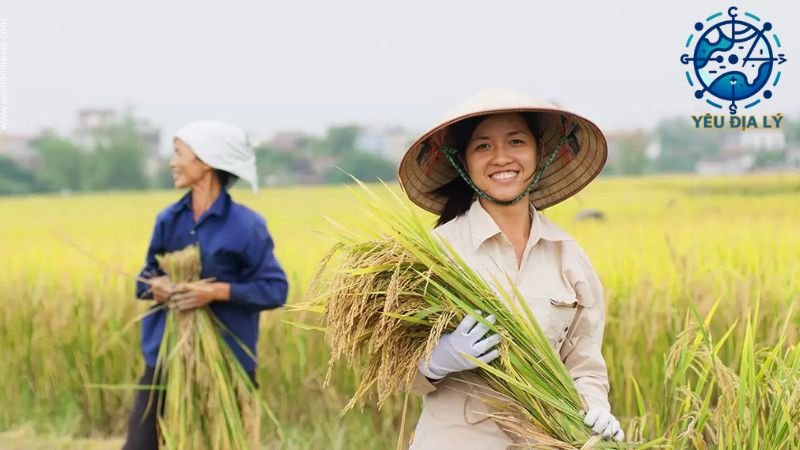 xuat-khau-gao-o-viet-nam