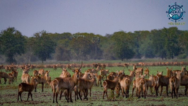 vuon-quoc-gia-gorongosa