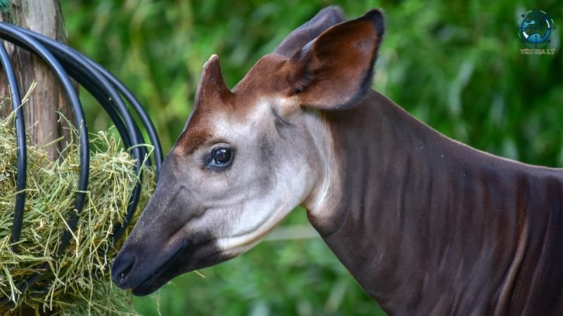 Khu bảo tồn Okapi