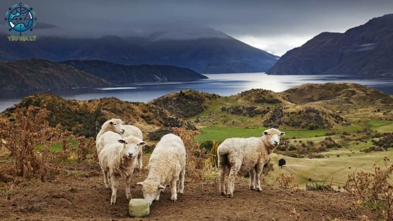 Ngành kinh tế chủ lực của New Zealand