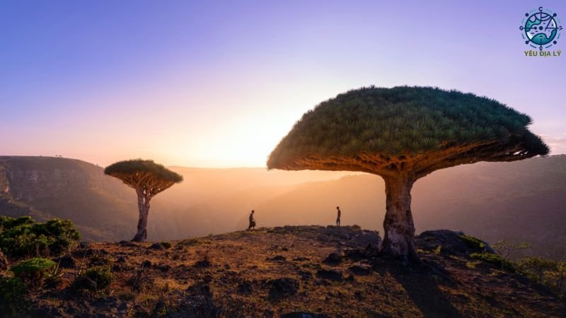 Quần đảo Socotra