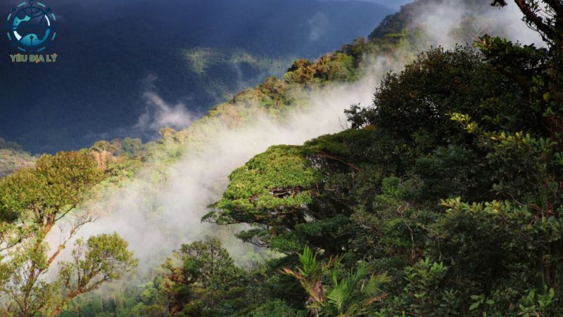 Rừng mây Monteverde