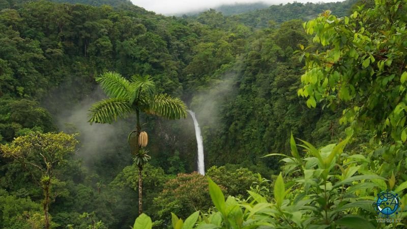 Rừng nhiệt đới Lomako-Yokokala