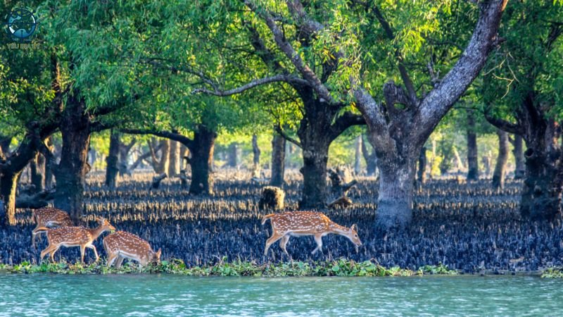 Rừng Sunderbans