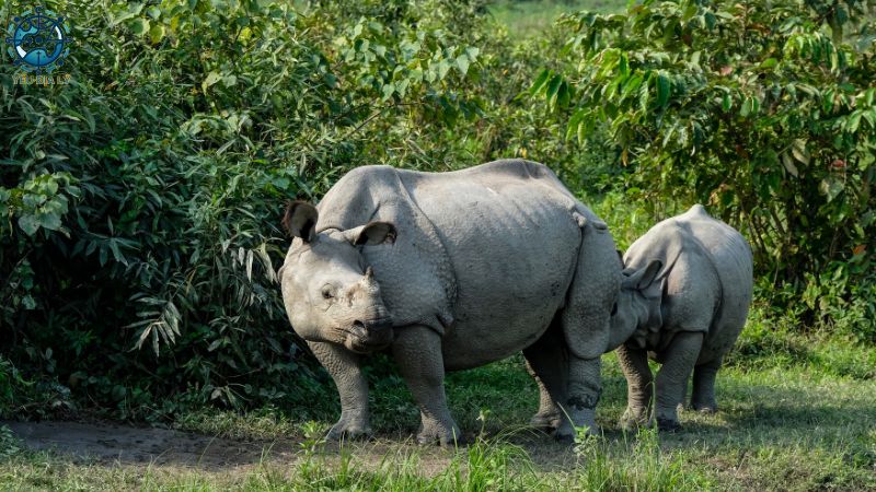 Khu bảo tồn thiên nhiên Châu Á - 8