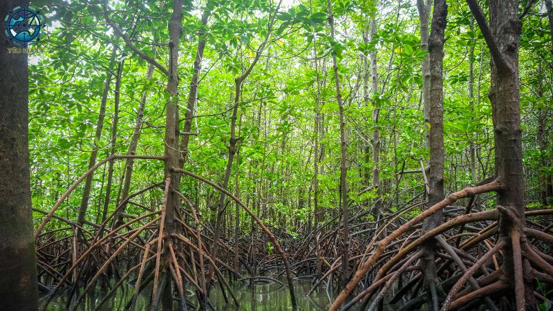 Hệ thực vật Châu Á - 4