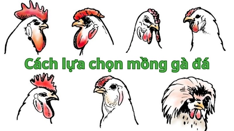 Mồng gà đá 03