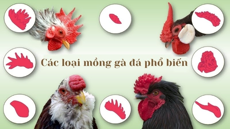 Mồng gà đá 04