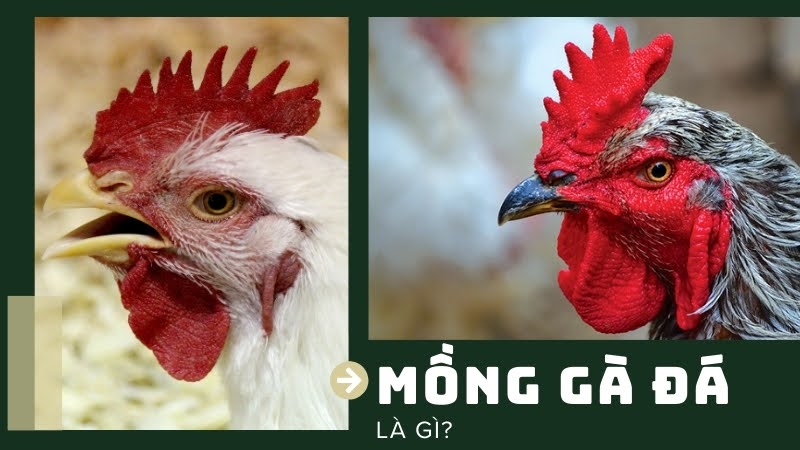 Mồng gà đá 02